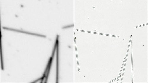 Fasern unterm Miskroskop
