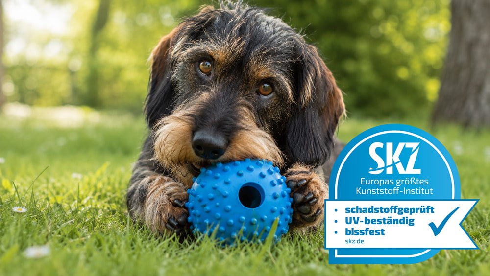 Ein Dackel mit einem Ball aus Kunststoff liegt auf einer Wiese